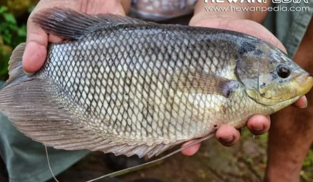 Salmon Lebih Bergengsi? Faktanya 8 Ikan Lokal Ini Gizinya Nggak Kalah Sama Ikan Luar Negeri 12