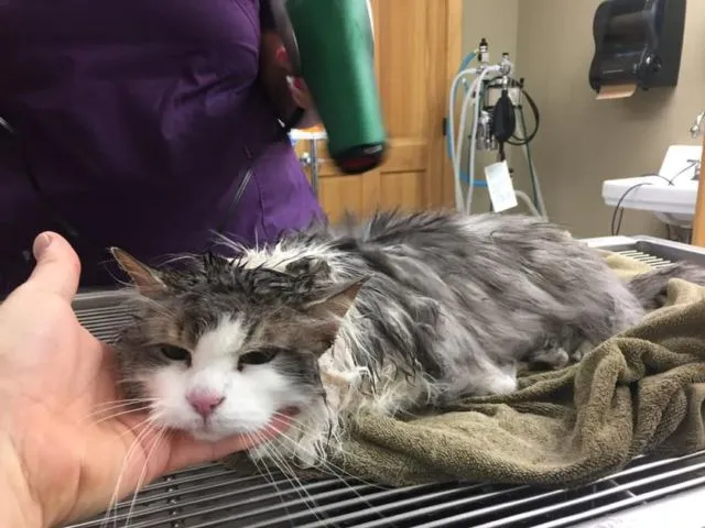 Akibat Suhu Dingin Ekstrem, Kucing Lucu di Amerika Membeku Tertutup Salju. Untung Bisa Selamat! 9
