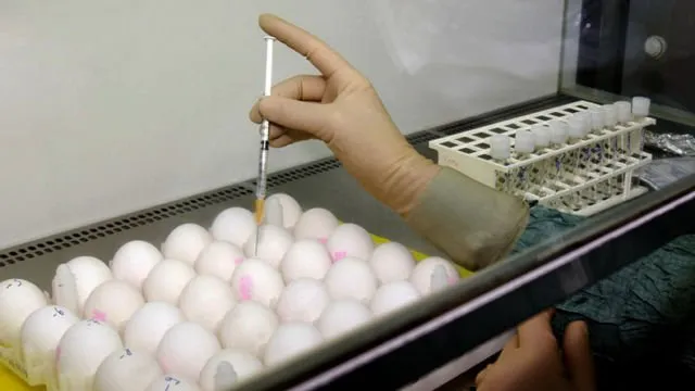 Telur Ayam yang Mengandung Obat AntiKanker, Ini 3 Hal yang Harus Kamu Tahu Soal Penemuan Gila Ini 4