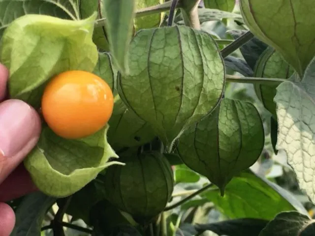 7 Asupan Super untuk Menghilangkan Flek Paru Hingga Tuntas. Alami dan Terbukti Khasiatnya 12