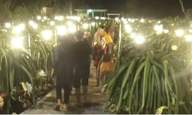 Wisata Kebun Bunga Matahari? Biasa! Ini Lho Ada Kebun