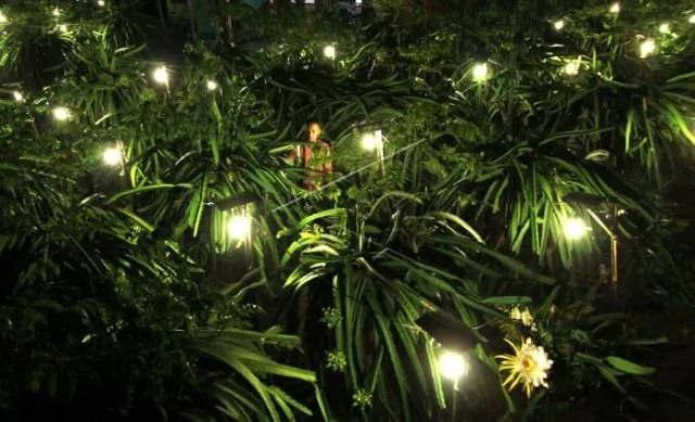 Wisata Kebun Bunga Matahari? Biasa! Ini Lho Ada Kebun
