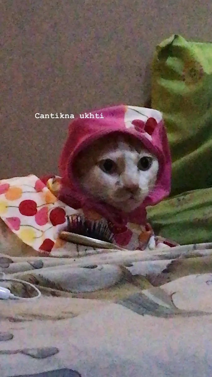 13 Kucing Berkerudung yang Nggak Kalah Imut Sama Hijabers Instagram. Duh, Anak Salihah Mau ke Mana sih? 26