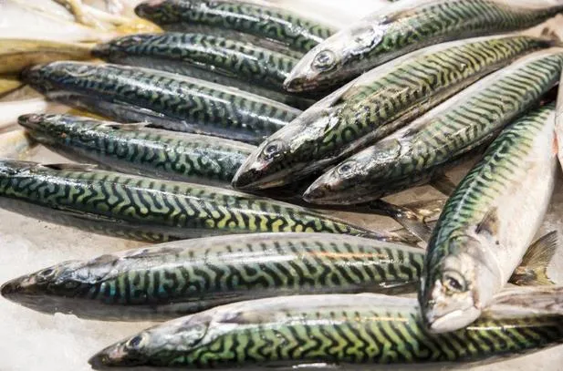 Salmon Lebih Bergengsi? Faktanya 8 Ikan Lokal Ini Gizinya Nggak Kalah Sama Ikan Luar Negeri 10