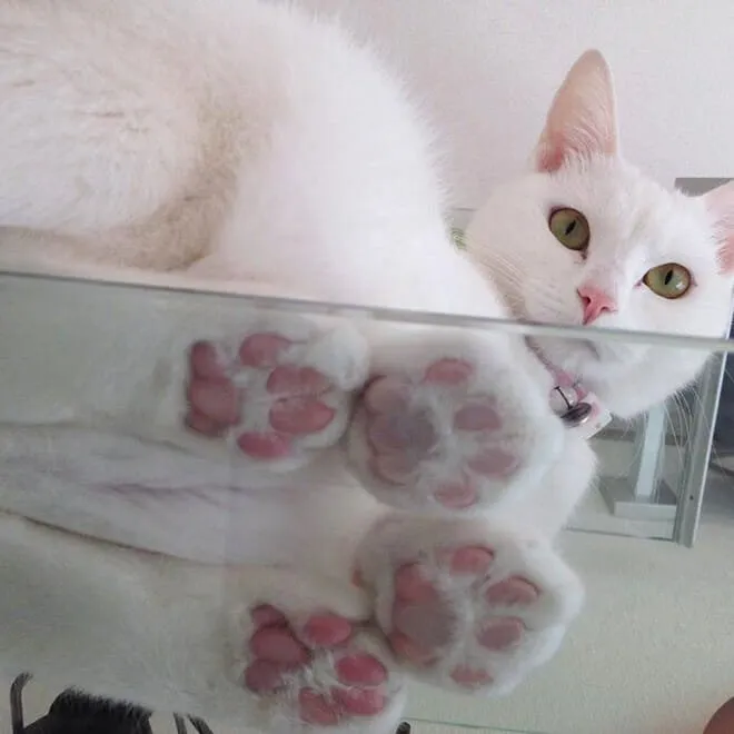 10 Alasan Kuat Pemilik Kucing Perlu Beli Meja Kaca. Biar si Gemas Bisa Pose Manis Manja Begini 18