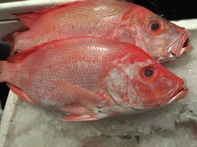Salmon Lebih Bergengsi? Faktanya 8 Ikan Lokal Ini Gizinya Nggak Kalah Sama Ikan Luar Negeri 16