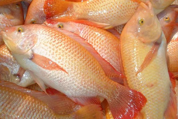 Salmon Lebih Bergengsi? Faktanya 8 Ikan Lokal Ini Gizinya Nggak Kalah Sama Ikan Luar Negeri 13