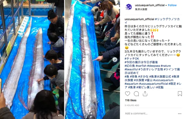 Ikan Raksasa dari Laut Dalam Tertangkap Nelayan, Banyak Orang Jepang Khawatir itu Pertanda Tsunami 6