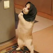 13 Kucing Berkerudung yang Nggak Kalah Imut Sama Hijabers Instagram. Duh, Anak Salihah Mau ke Mana sih? 15