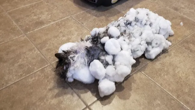 Akibat Suhu Dingin Ekstrem, Kucing Lucu di Amerika Membeku Tertutup Salju. Untung Bisa Selamat! 8