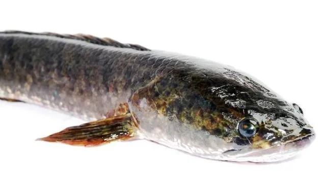 Salmon Lebih Bergengsi? Faktanya 8 Ikan Lokal Ini Gizinya Nggak Kalah Sama Ikan Luar Negeri 14