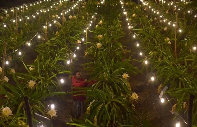 Wisata Kebun Bunga Matahari? Biasa! Ini Lho Ada Kebun