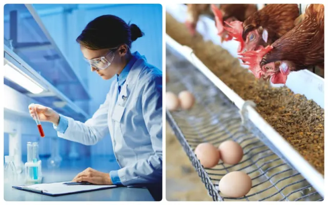 Telur Ayam yang Mengandung Obat AntiKanker, Ini 3 Hal yang Harus Kamu Tahu Soal Penemuan Gila Ini 5