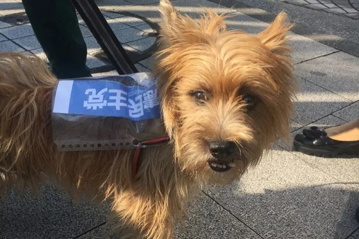 13 Kampanye Politik Unik Jepang. Dari Pakai Poster Begini, Sampai Tempel Brosur di Punggung Anjing 16