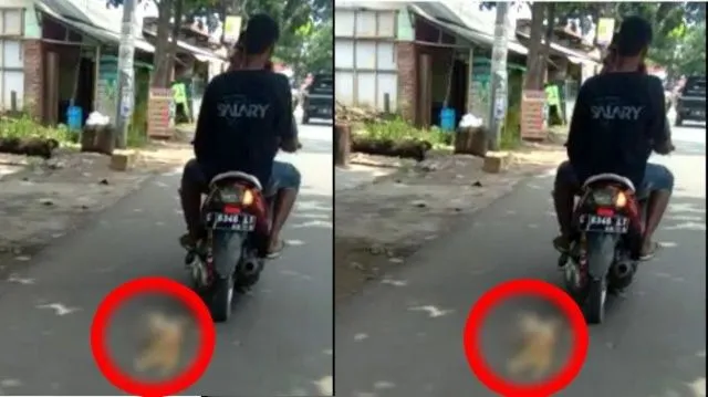 Kucing Diseret Pakai Motor Sita Perhatian Warganet. Nggak Paham Lagi, Kok Pelakunya Tega Banget?! 4