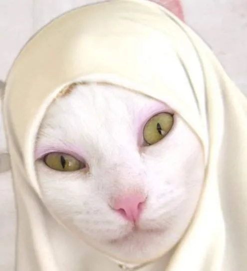 13 Kucing Berkerudung yang Nggak Kalah Imut Sama Hijabers Instagram. Duh, Anak Salihah Mau ke Mana sih? 14