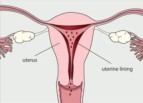 Mengenal Lebih Jauh Menstruasi Pada Binatang. Kenapa Mereka Nggak Perlu Pembalut Kayak Kita, Ya? 17
