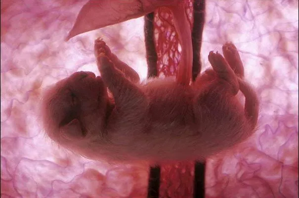 Mengenal Lebih Jauh Menstruasi Pada Binatang. Kenapa Mereka Nggak Perlu Pembalut Kayak Kita, Ya? 19
