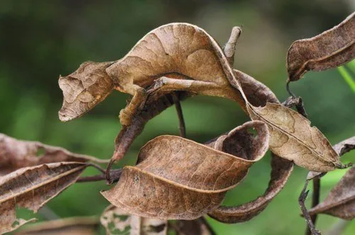 11 Fakta Mengejutkan Tentang Tokek, Binatang Mengerikan yang Suka Muncul Tiba-tiba. Jangan Jijik Dulu 20