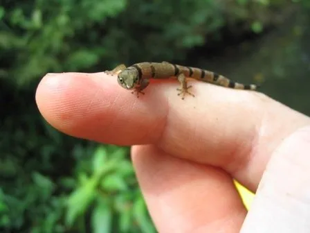 11 Fakta Mengejutkan Tentang Tokek, Binatang Mengerikan yang Suka Muncul Tiba-tiba. Jangan Jijik Dulu 13