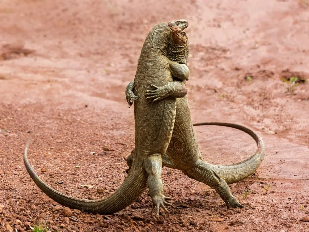 Nggak Kalah Lawak, 10 Binatang ini Juga Bisa Berpose Kocak Layaknya Manusia. Gemes Banget! 18