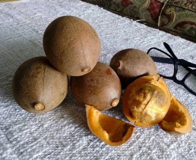 Bukan Sawo lo, ini 8 Manfaat Buah Kepel yang Tumbuhnya di Batang Pohon dan Makin Langka 12