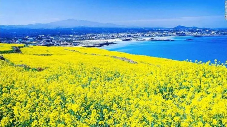Panduan Liburan Anti Mahal ke Pulau Jeju, Korea Selatan. Nggak Butuh Visa Lho ke Sana! 9