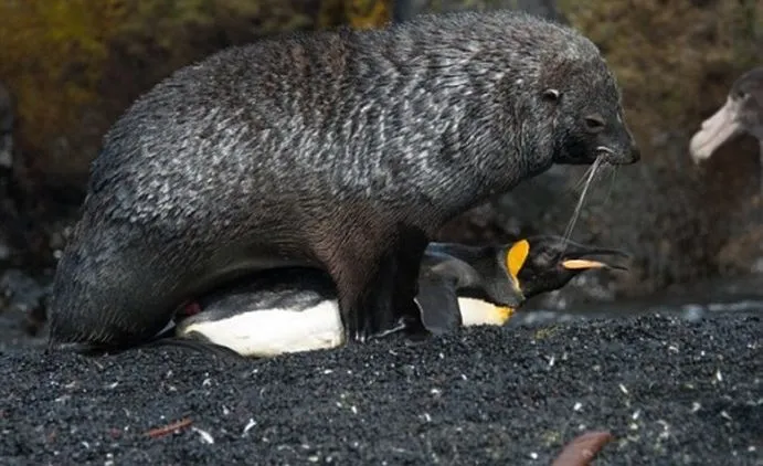 Video Anjing Laut Coba Perkosa Penguin Ini Sungguh Mengerikan. Tapi Ternyata Sering Terjadi Lo