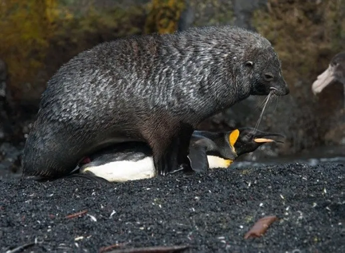 Video Anjing Laut Coba Perkosa Penguin Ini Sungguh Mengerikan. Tapi Ternyata Sering Terjadi Lo