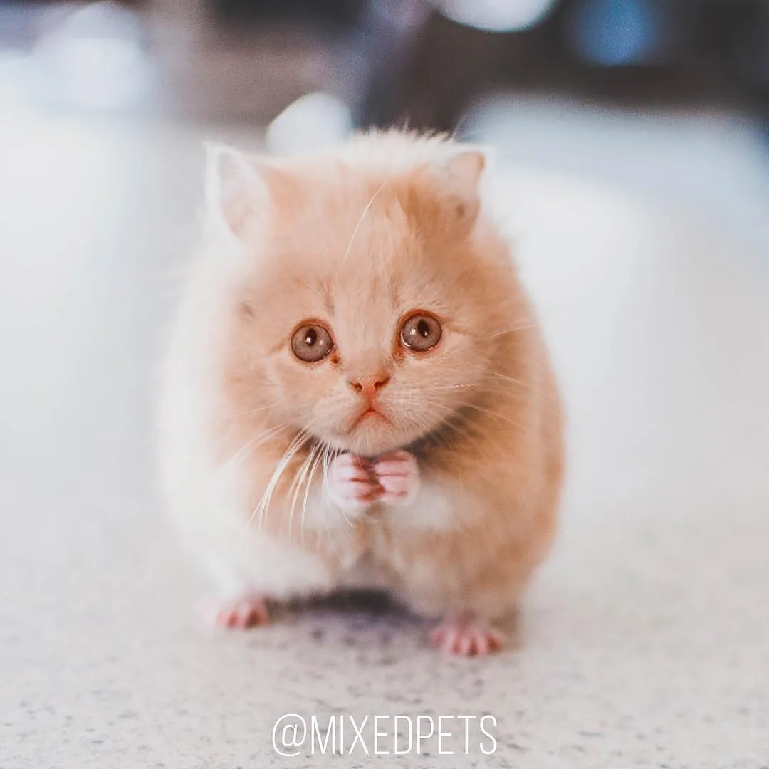 13 Bukti Kalau Wajah Kucing Tetap Nggemesin, meski Tubuhnya Diedit Jadi Hewan Lain. Terlalu Cute! 19