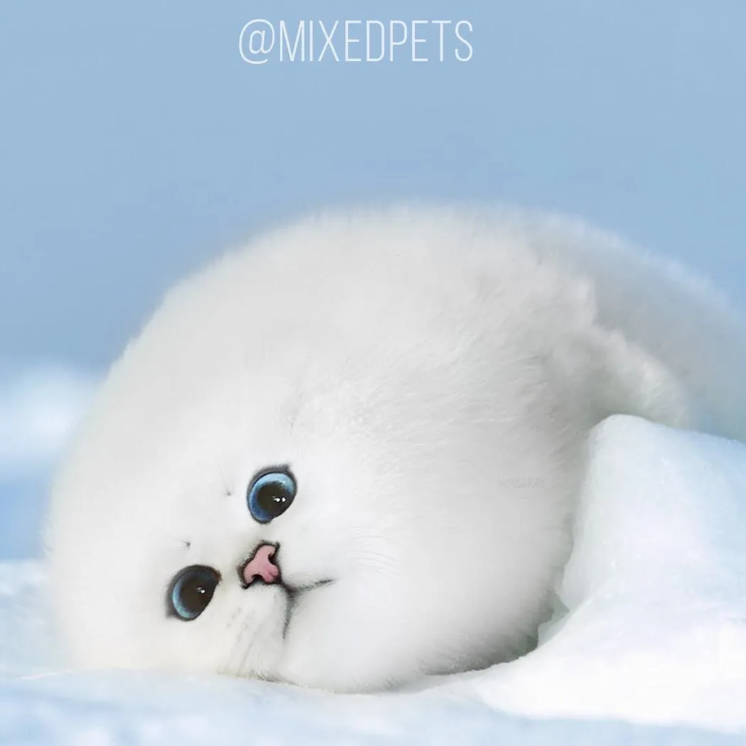 13 Bukti Kalau Wajah Kucing Tetap Nggemesin, meski Tubuhnya Diedit Jadi Hewan Lain. Terlalu Cute! 17