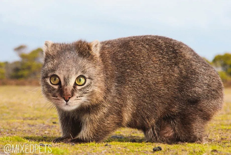 13 Bukti Kalau Wajah Kucing Tetap Nggemesin, meski Tubuhnya Diedit Jadi Hewan Lain. Terlalu Cute! 23