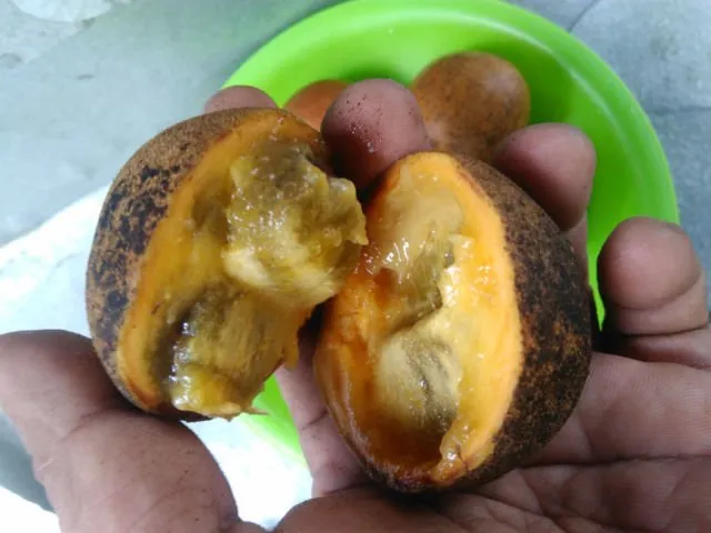 Bukan Sawo lo, ini 8 Manfaat Buah Kepel yang Tumbuhnya di Batang Pohon dan Makin Langka 14