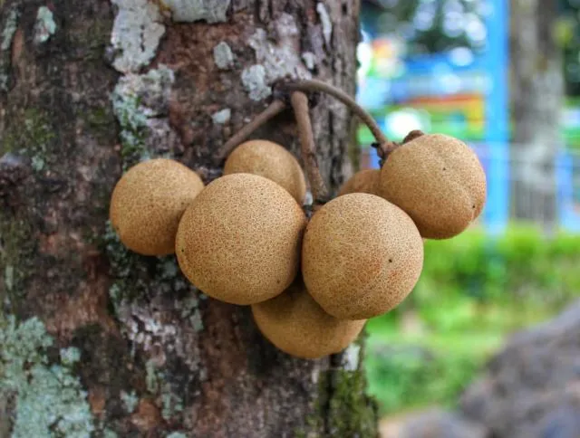 Bukan Sawo lo, ini 8 Manfaat Buah Kepel yang Tumbuhnya di Batang Pohon dan Makin Langka 11