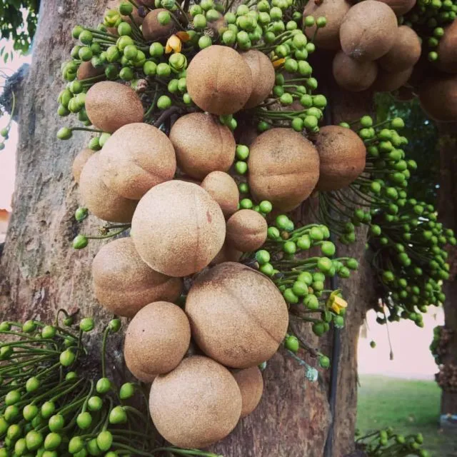 Bukan Sawo lo, ini 8 Manfaat Buah Kepel yang Tumbuhnya di Batang Pohon dan Makin Langka 10