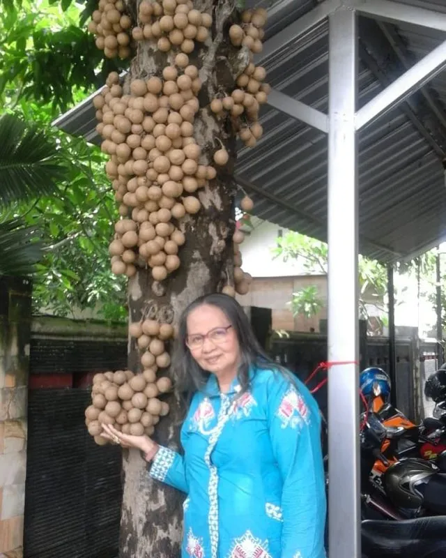 Bukan Sawo lo, ini 8 Manfaat Buah Kepel yang Tumbuhnya di Batang Pohon dan Makin Langka 16