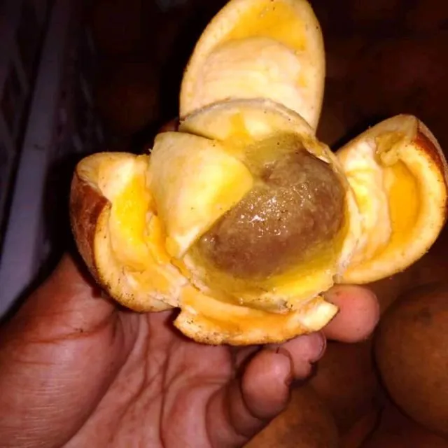 Bukan Sawo lo, ini 8 Manfaat Buah Kepel yang Tumbuhnya di Batang Pohon dan Makin Langka 15