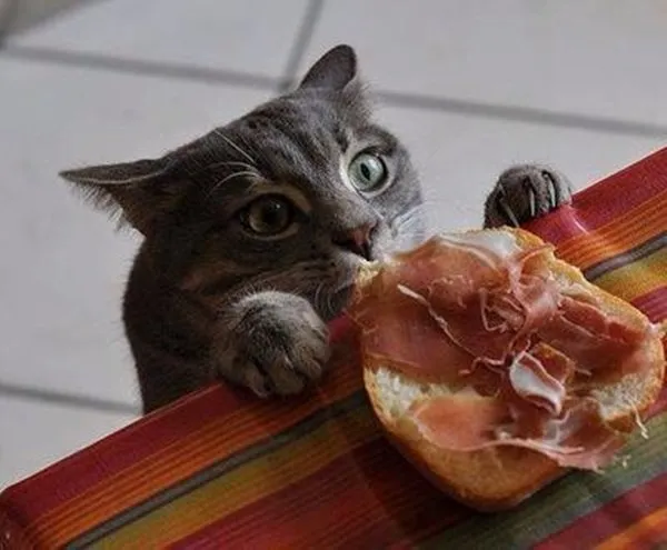 15 Momen Kocak Saat Kucing Terciduk Sedang Mencuri. Nggak Bisa Marah Saking Lucunya, kan? 19