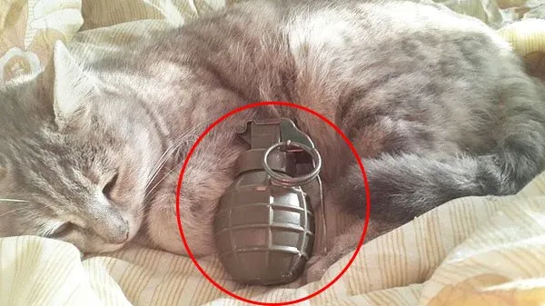 11 Potret Kocak Hewan Menantang Maut. Nekat Begini Udah Siap Masuk Surga Apa Gimana sih? 20