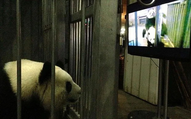 Video Anjing Laut Coba Perkosa Penguin Ini Sungguh Mengerikan. Tapi Ternyata Sering Terjadi Lo 8
