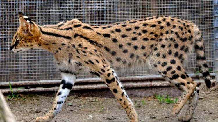 Mengenal Kucing Serval Milik Rachel Vennya, Kucing Mahal Afrika yang Harganya sampai Ratusan Juta 6