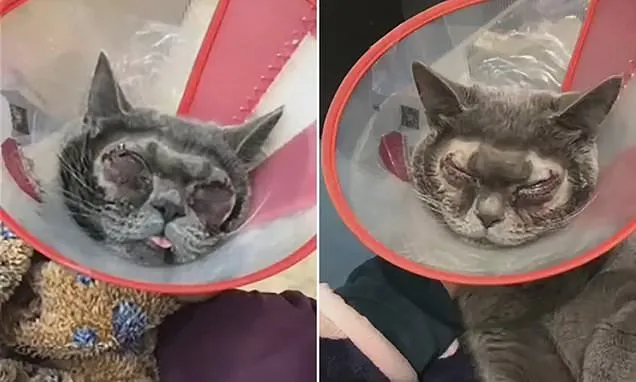 Cuma Karena Nggak Suka Bentuk Mata Kucingnya, Wanita Ini Habiskan Puluhan Juta Buat Oplas si Kucing 4
