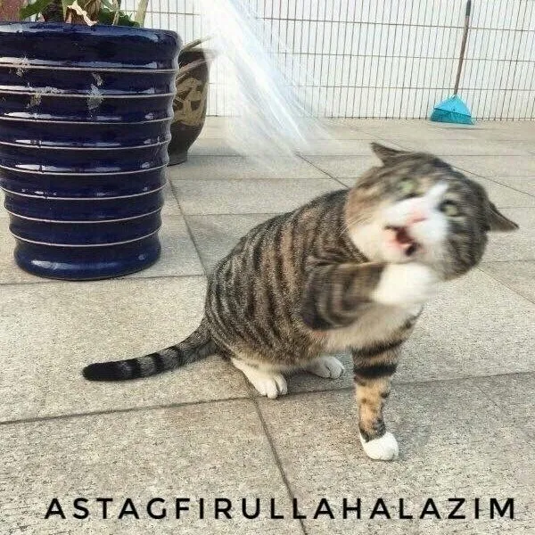 15 Momen Kocak Saat Kucing Terciduk Sedang Mencuri. Nggak Bisa Marah Saking Lucunya, kan? 25