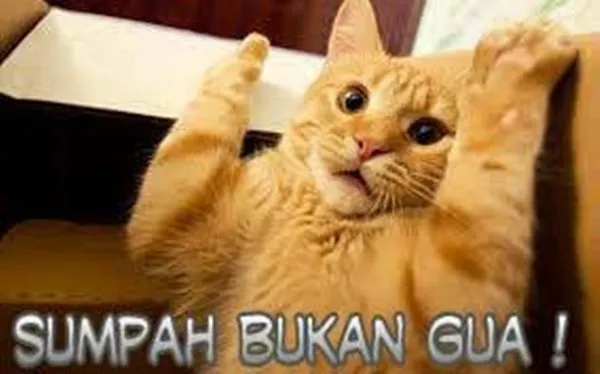 15 Momen Kocak Saat Kucing Terciduk Sedang Mencuri. Nggak Bisa Marah Saking Lucunya, kan? 26