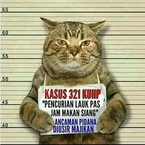 15 Momen Kocak Saat Kucing Terciduk Sedang Mencuri. Nggak Bisa Marah Saking Lucunya, kan? 29