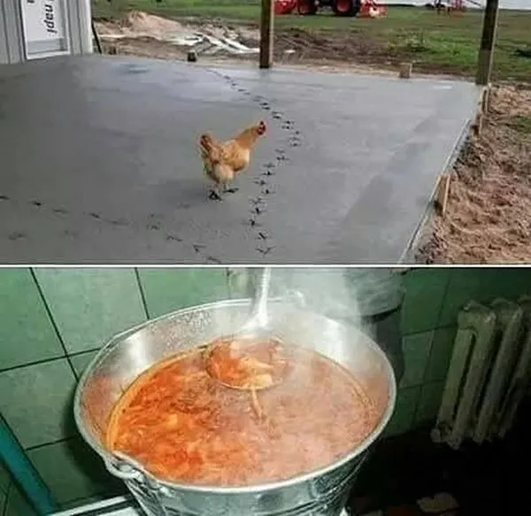 11 Potret Kocak Hewan Menantang Maut. Nekat Begini Udah Siap Masuk Surga Apa Gimana sih? 22