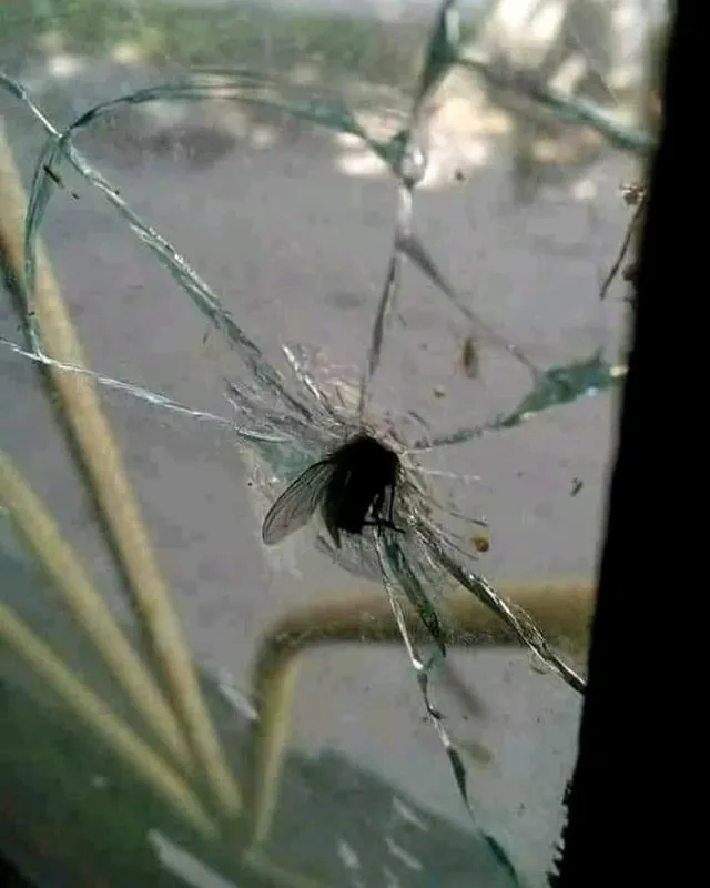 11 Potret Kocak Hewan Menantang Maut. Nekat Begini Udah Siap Masuk Surga Apa Gimana sih? 12