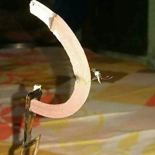 11 Potret Kocak Hewan Menantang Maut. Nekat Begini Udah Siap Masuk Surga Apa Gimana sih? 21