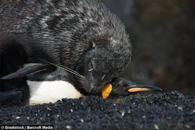 Video Anjing Laut Coba Perkosa Penguin Ini Sungguh Mengerikan. Tapi Ternyata Sering Terjadi Lo 6