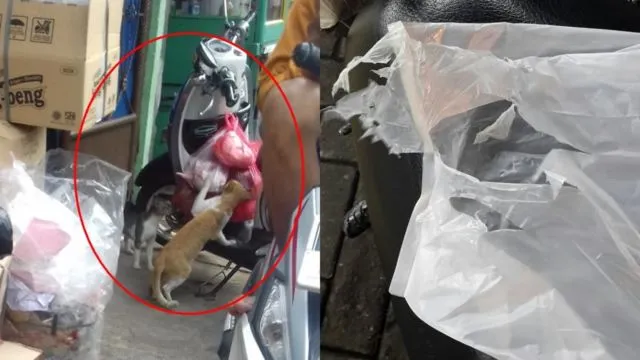 15 Momen Kocak Saat Kucing Terciduk Sedang Mencuri. Nggak Bisa Marah Saking Lucunya, kan? 17